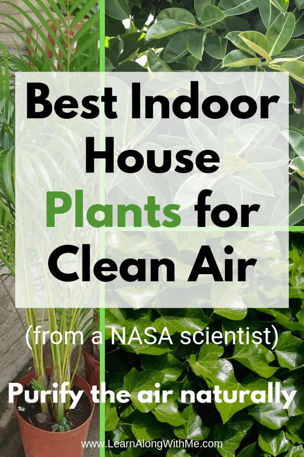 15 meilleures plantes d'intérieur nasa