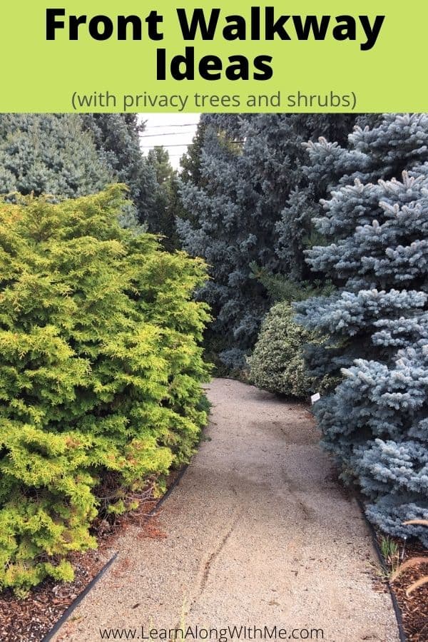 Front Walkway Ideas - crushed rock pathway lined with privacy trees and shrubs
