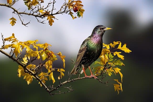 Birdwatching is a fun thing to do while camping and when you're outdoors
