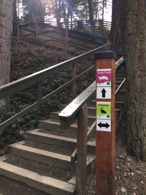 Signage pointing up the stairs to Turtle Pond at Mission Creek Regional Park