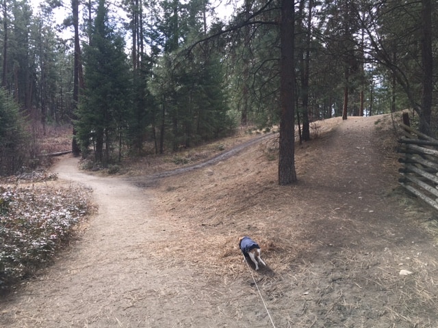 Go to the left to get to Turtle Pond in Mission Creek Regional Park