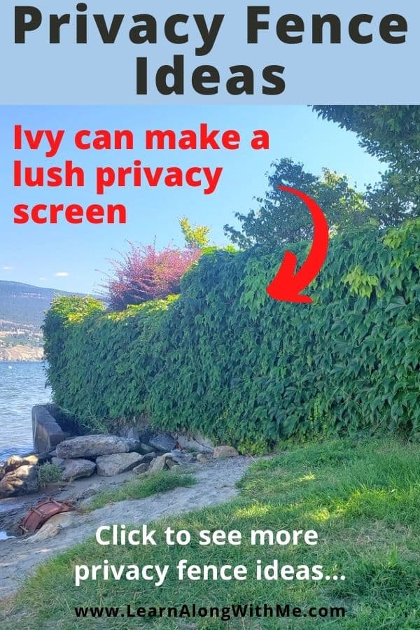 Ivy can make a lush privacy fence. It is a natural privacy fence idea.
