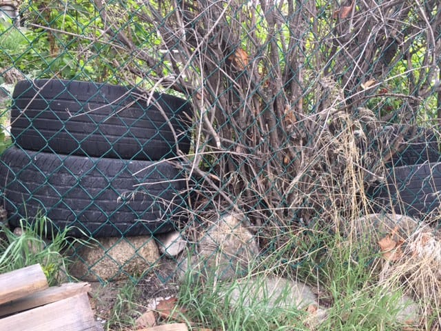 Fixing gap under chain link fence by using old tires. It isn't pretty but they provide enough of an obstruction that it keep the dog out.