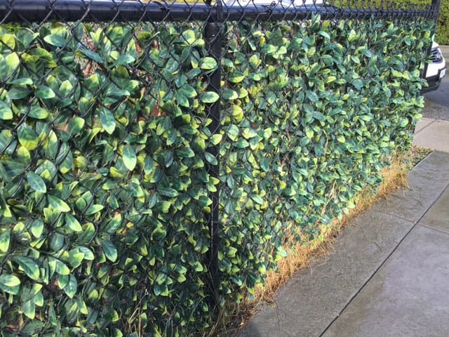 ivy chain link fence