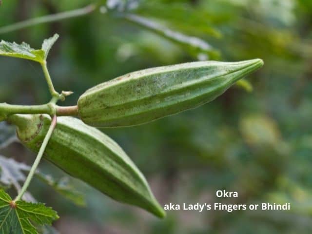 Okra is an above ground vegetable. It is called Lady's Fingers or Bhindi in some countries.