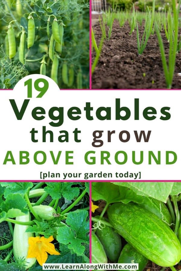 19 Vegetables that Grow Above Ground [with pics]