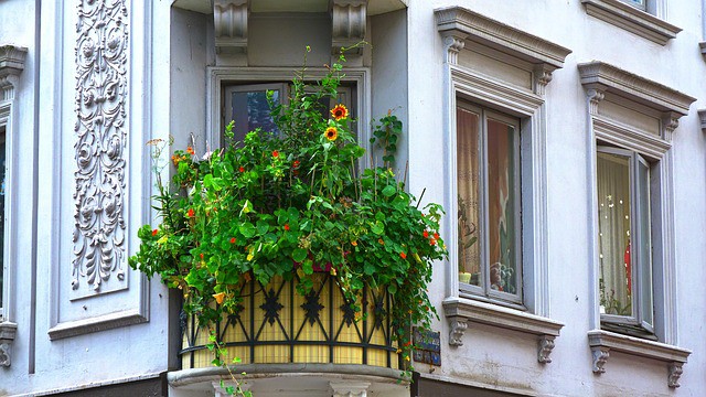 Natural plants can work well as balcony privacy screen during the growing season