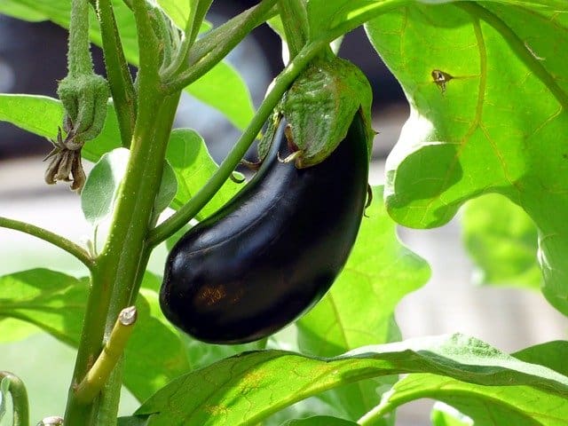 Eggplant is a vegetable that grows above ground and has dark purple skin over fleshy interior