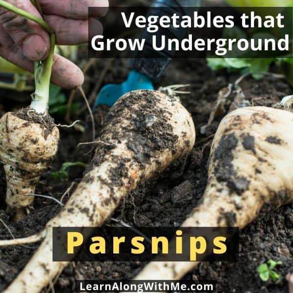 Parsnips pulled out of the soil and laying upon the ground still covered in soil