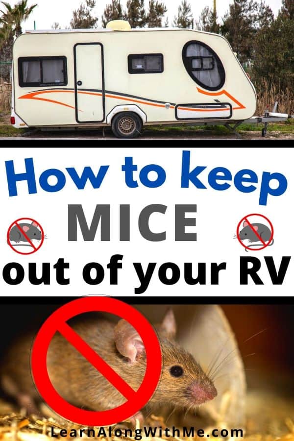 How to keep mice out of your camper - easy steps you can do to avoid a mouse problem in your RV