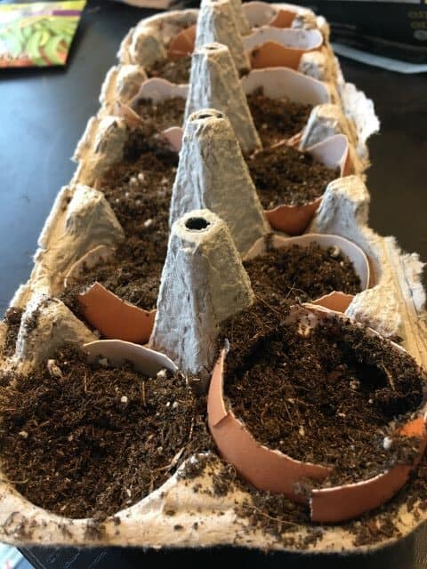 Egg carton uses - you can use cardboard egg cartons as seed starters by putting soil into the egg cups then adding your seeds.