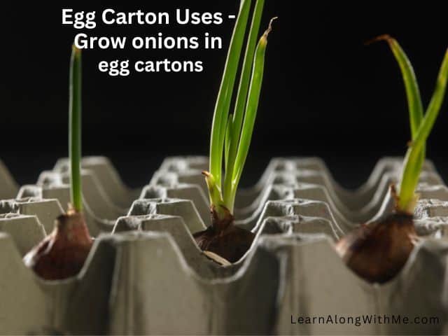Some people have even grown onions in egg cartons